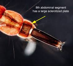 Attēlu rezultāti vaicājumam “Orthosia sp. larva”