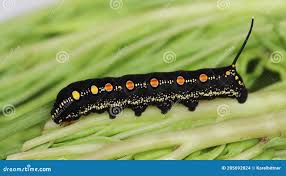 Attēlu rezultāti vaicājumam “Hyles gallii larva”