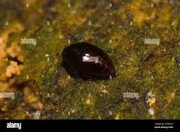 Attēlu rezultāti vaicājumam “Scaphisoma sp.”