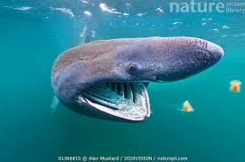 Image result for Cetorhinus maximus