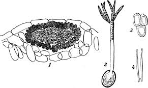 Attēlu rezultāti vaicājumam “Lycogala botrydium spores”