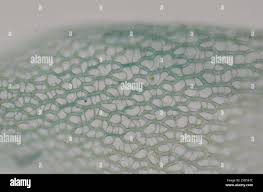 Attēlu rezultāti vaicājumam “Sphagnum teres”