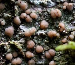 Attēlu rezultāti vaicājumam “Biatora sphaeroides”