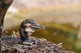 Attēlu rezultāti vaicājumam “Phalacrocorax carbo nest”