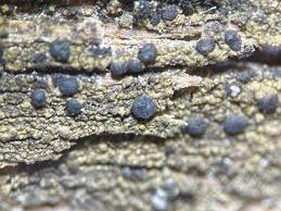 Attēlu rezultāti vaicājumam “Scoliciosporum chlorococcum”