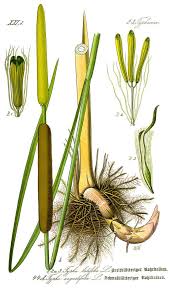 Attēlu rezultāti vaicājumam “Typhaceae”