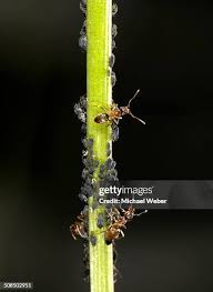 Attēlu rezultāti vaicājumam “Sternorrhyncha”