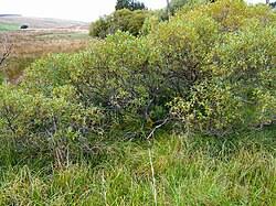 Attēlu rezultāti vaicājumam “Salix pentandra leaf”
