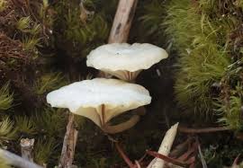 Attēlu rezultāti vaicājumam “Lichenomphalia umbellifera”