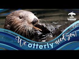 Image result for Worthing Otters