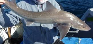 Image result for Mustelus antarcticus