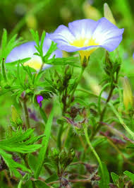 Image result for Convolvulus tricolor