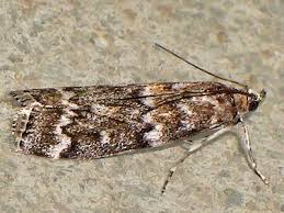 Attēlu rezultāti vaicājumam “Dioryctria abietella”