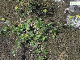 Attēlu rezultāti vaicājumam “Potentilla argentea fruit”