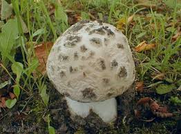 Attēlu rezultāti vaicājumam “Amanita strobiliformis”