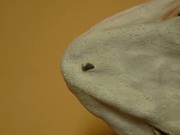 Image result for Scyliorhinus stellaris