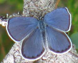 Attēlu rezultāti vaicājumam “Vacciniina optilete”