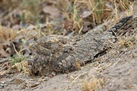 Image result for Caprimulgus aegyptius