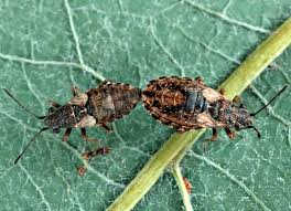 Attēlu rezultāti vaicājumam “Nithecus jacobaeae”