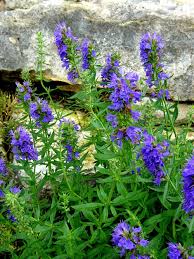 Image result for Hyssopus officinalis
