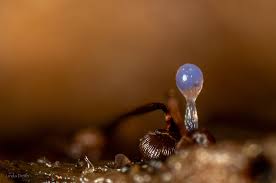 Attēlu rezultāti vaicājumam “Cribraria purpurea macro”