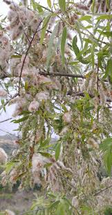 Attēlu rezultāti vaicājumam “Salix x doniana”