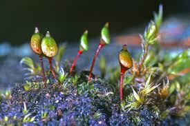 Attēlu rezultāti vaicājumam “Buxbaumia aphylla sporophyte”