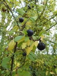 Attēlu rezultāti vaicājumam “Prunus spinosa fruit”