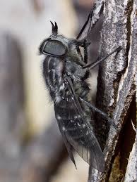 Attēlu rezultāti vaicājumam “Tabanidae”