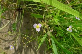 Attēlu rezultāti vaicājumam “Alisma lanceolatum”