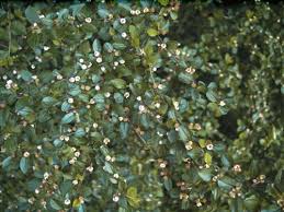 Attēlu rezultāti vaicājumam “Cotoneaster divaricatus”