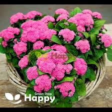 Image result for Ageratum mexicanum