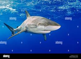 Image result for Carcharhinus galapagensis