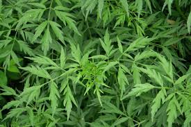 Attēlu rezultāti vaicājumam “Sambucus nigra leaf”