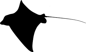 Image result for Aetomylaeus bovinus