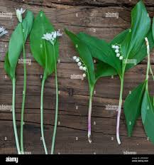Attēlu rezultāti vaicājumam “Allium ursinum leaf”