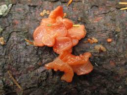 Attēlu rezultāti vaicājumam “Craterocolla cerasi”