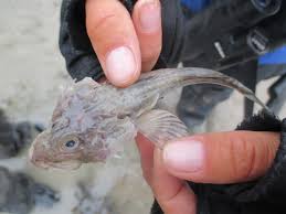 Image result for Myoxocephalus quadricornis