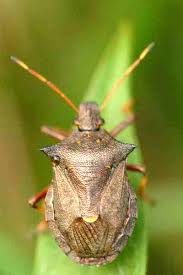 Attēlu rezultāti vaicājumam “Picromerus bidens”