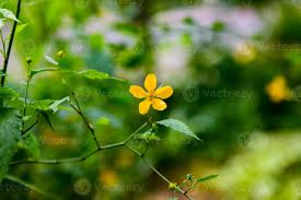 Attēlu rezultāti vaicājumam “Ranunculus repens flower”