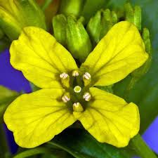 Attēlu rezultāti vaicājumam “Barbarea vulgaris subsp. arcuata fruit”