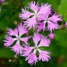 Image result for Dianthus superbus