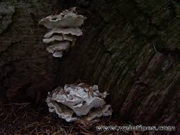 Attēlu rezultāti vaicājumam “Postia floriformis”