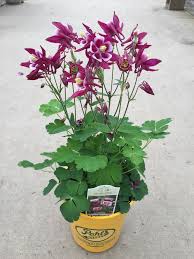 Image result for Aquilegia vulgaris