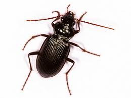 Attēlu rezultāti vaicājumam “Nebria brevicollis”