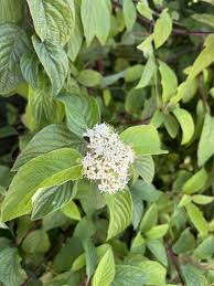 Attēlu rezultāti vaicājumam “Cornus sericea”