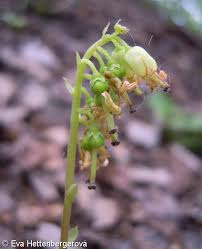 Attēlu rezultāti vaicājumam “Orthilia secunda fruit”