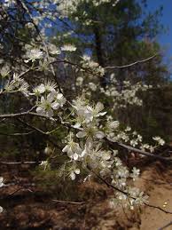 Attēlu rezultāti vaicājumam “Prunus padus var. roseiflora”