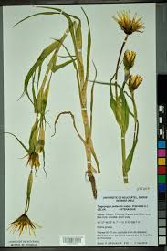 Attēlu rezultāti vaicājumam “Tragopogon pratensis subsp. pratensis”