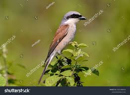 Attēlu rezultāti vaicājumam “Lanius collurio female”